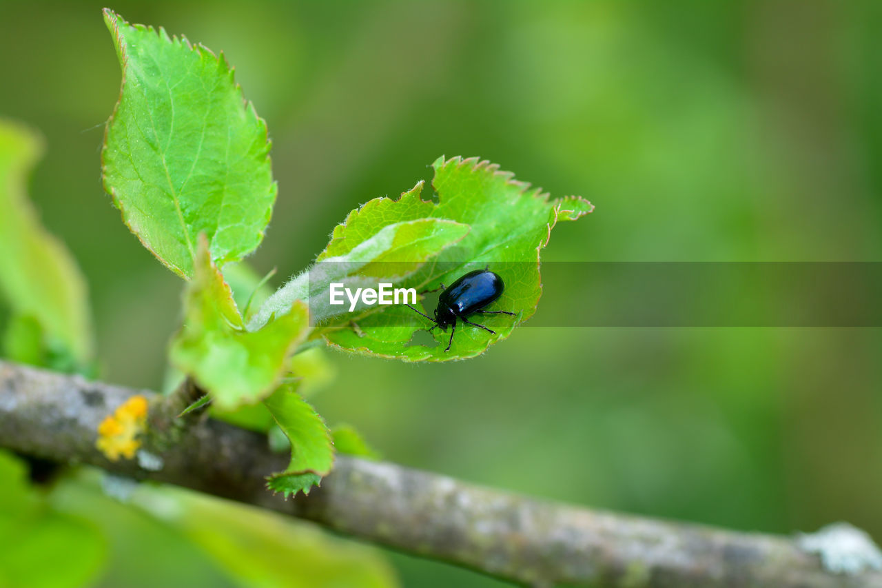 Blue alder leaf beetle, agelastica alni, on a green leaf in nature with copy space
