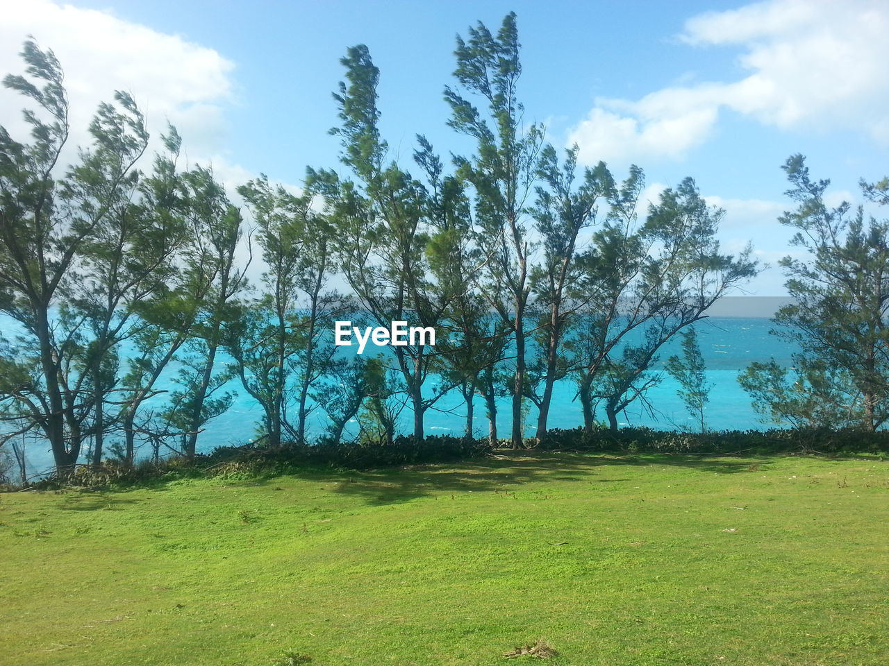 TREES ON GRASSY FIELD AGAINST CLOUDY SKY