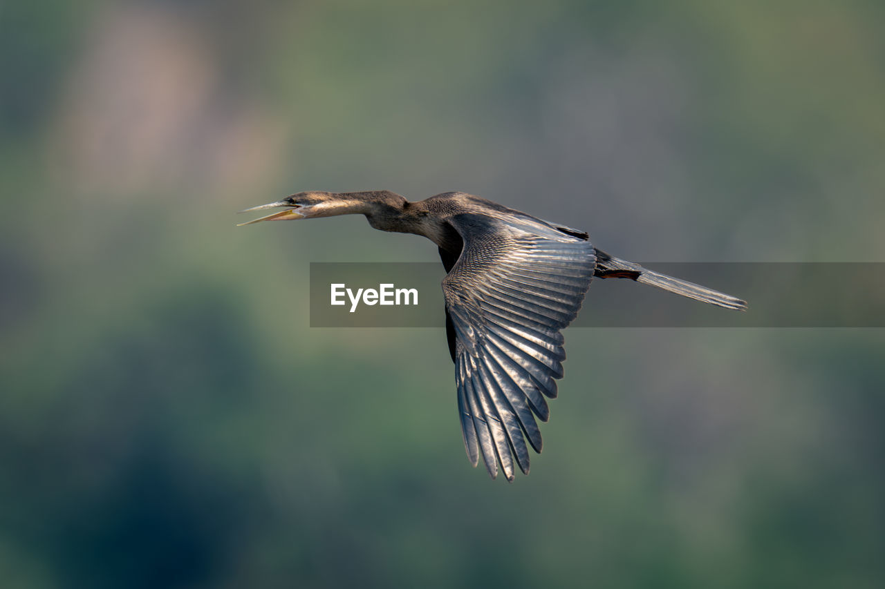 bird flying against sky