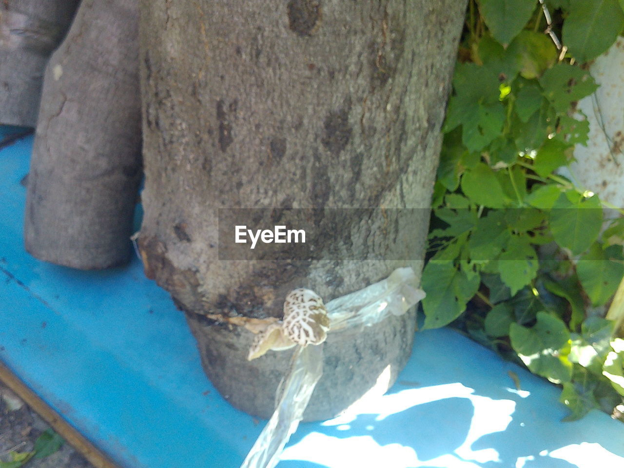 HIGH ANGLE VIEW OF INSECT ON TREE