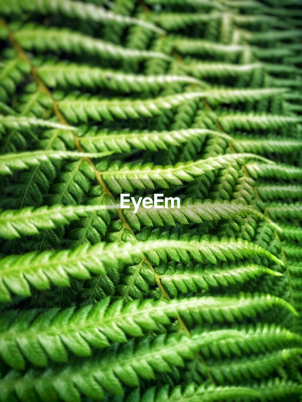 Full frame close up of tree fern fronds in natural daylight
