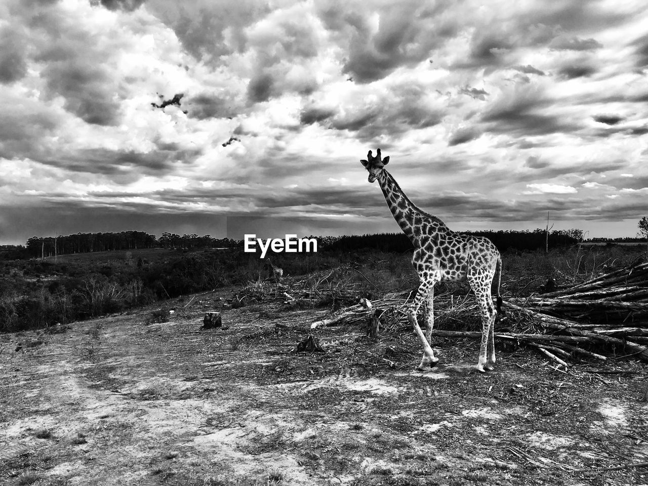 Giraffe standing on field against sky