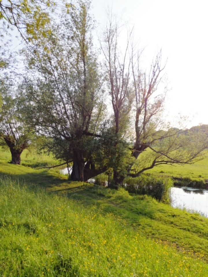 TREES ON LANDSCAPE