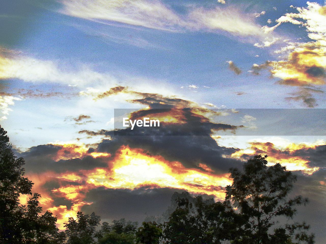 LOW ANGLE VIEW OF TREES AGAINST SKY