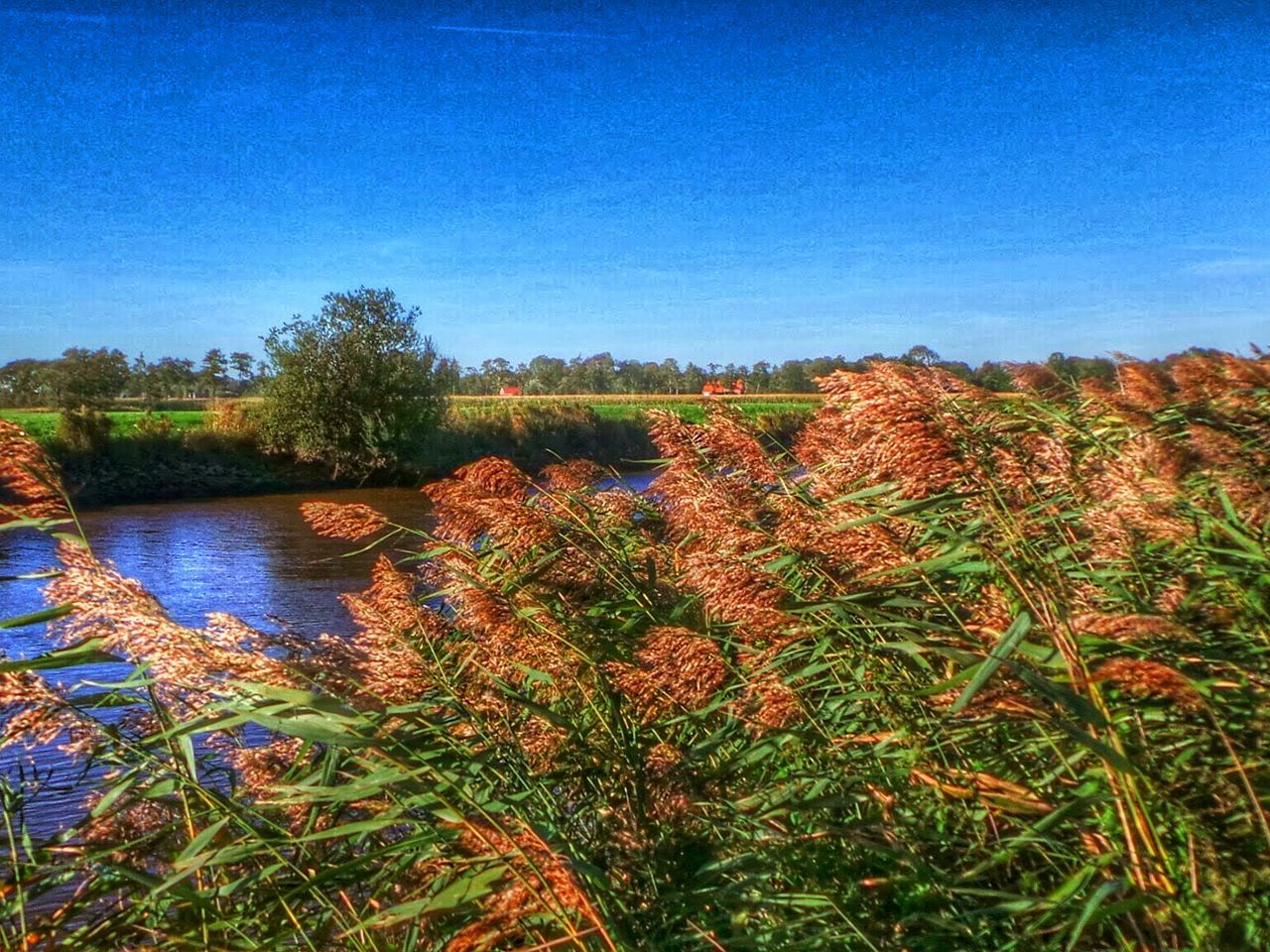 Plants by river against clear blue sky