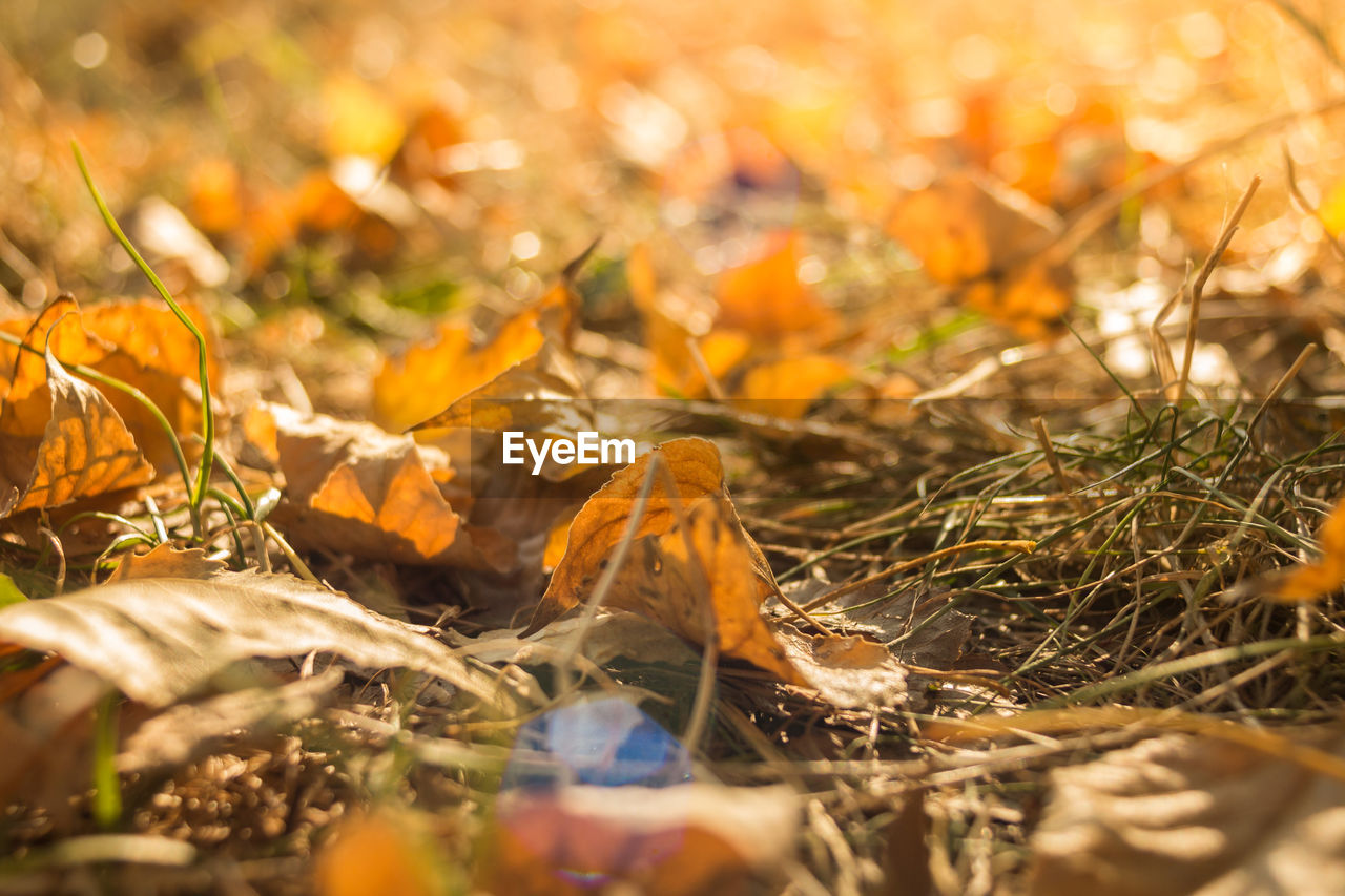 CLOSE-UP OF AUTUMN LEAF ON GRASS