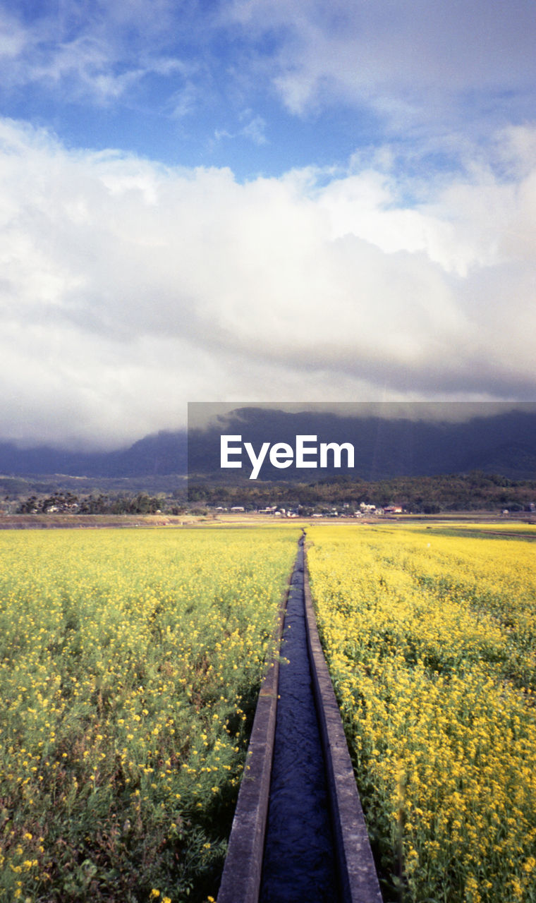 horizon, landscape, sky, field, environment, cloud, plant, beauty in nature, rural scene, land, scenics - nature, nature, rapeseed, rural area, flower, the way forward, yellow, agriculture, tranquility, sunlight, tranquil scene, diminishing perspective, morning, canola, no people, growth, prairie, crop, day, transportation, flowering plant, road, farm, vanishing point, grass, hill, outdoors, non-urban scene, idyllic, freshness, footpath, horizon over land, plain, meadow, travel, springtime, travel destinations, remote, produce, vegetable