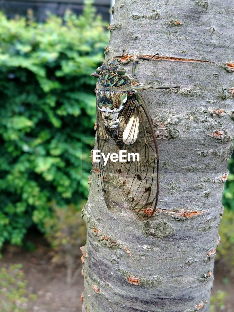 CLOSE-UP OF SNAKE ON TREE TRUNK