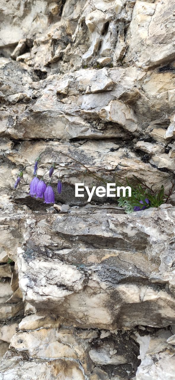 CLOSE-UP OF PURPLE WALL WITH ROCK