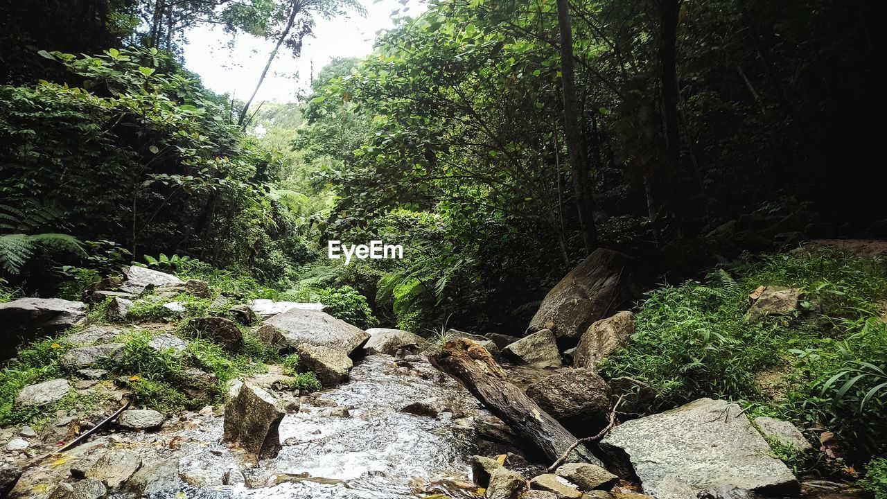 Plants growing on rocks in forest