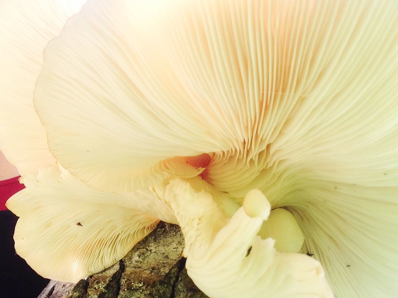 Close-up of mushrooms growing outdoors