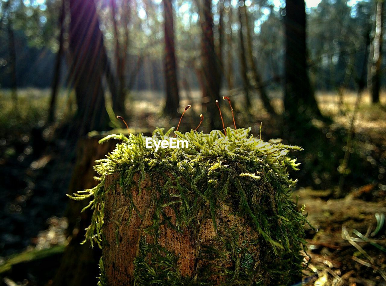 Moss growing on tree stump in forest