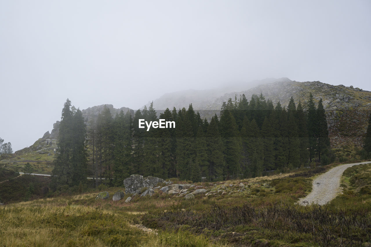 Scenic view of trees against clear sky