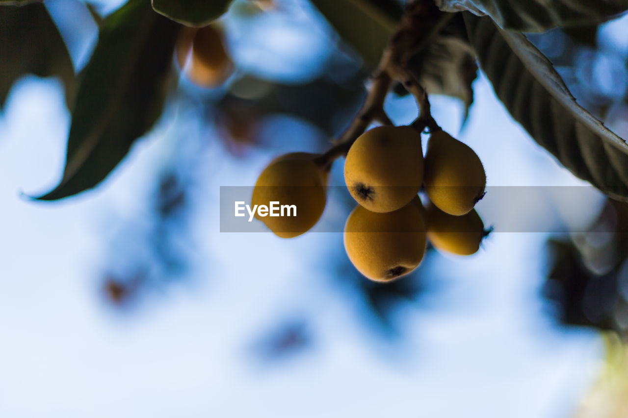 CLOSE-UP OF FRUITS HANGING ON TREE