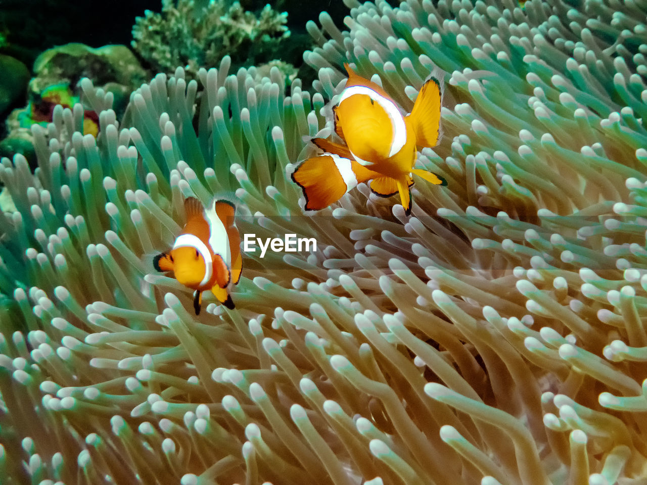 The common or false clownfish in an anemone in el nido, palawan