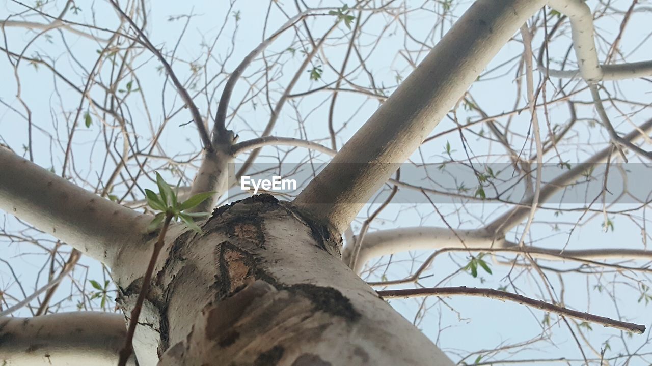 CLOSE-UP OF BARE TREE AGAINST SKY