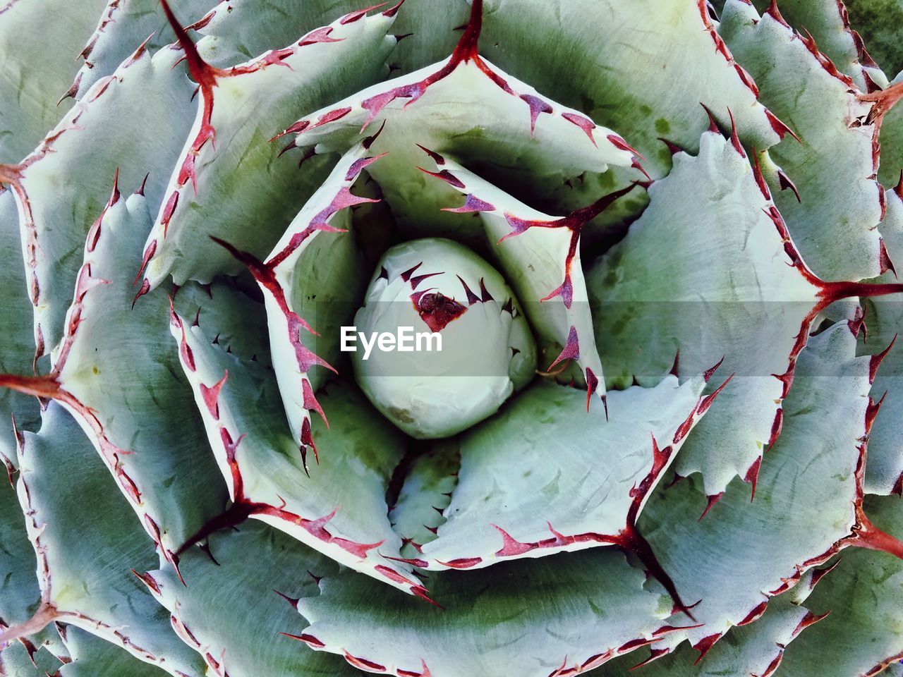 High angle view of cactus