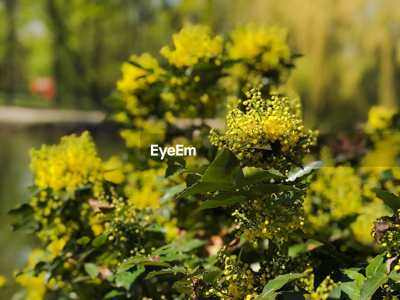 CLOSE-UP OF YELLOW FLOWERING PLANT