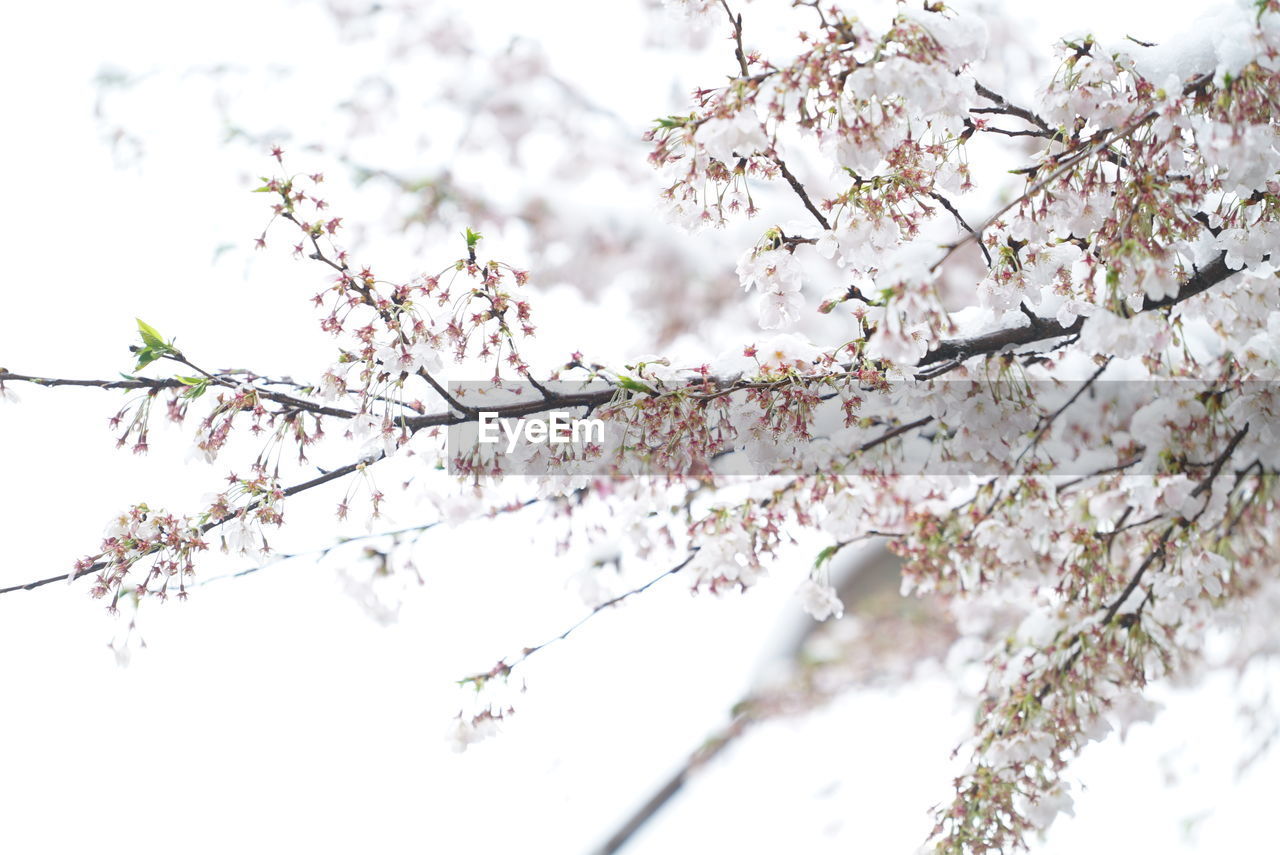 CLOSE-UP OF CHERRY BLOSSOMS IN SPRING