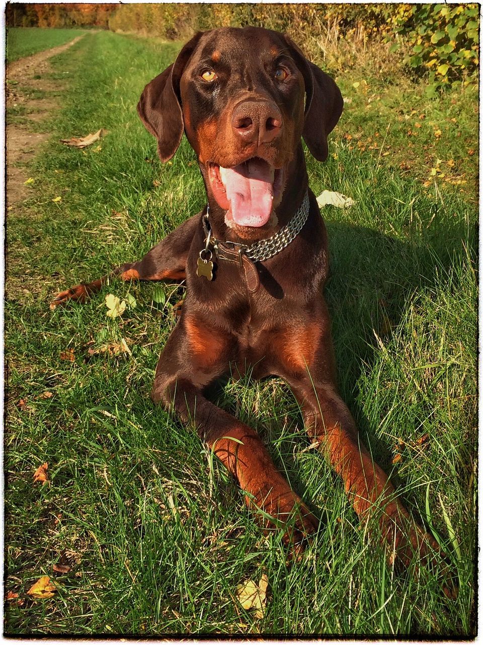 PORTRAIT OF DOG ON GRASSY FIELD