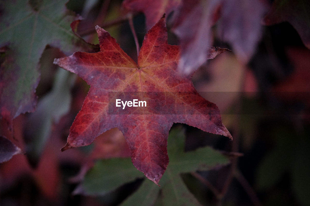 CLOSE-UP OF DRY MAPLE LEAVES