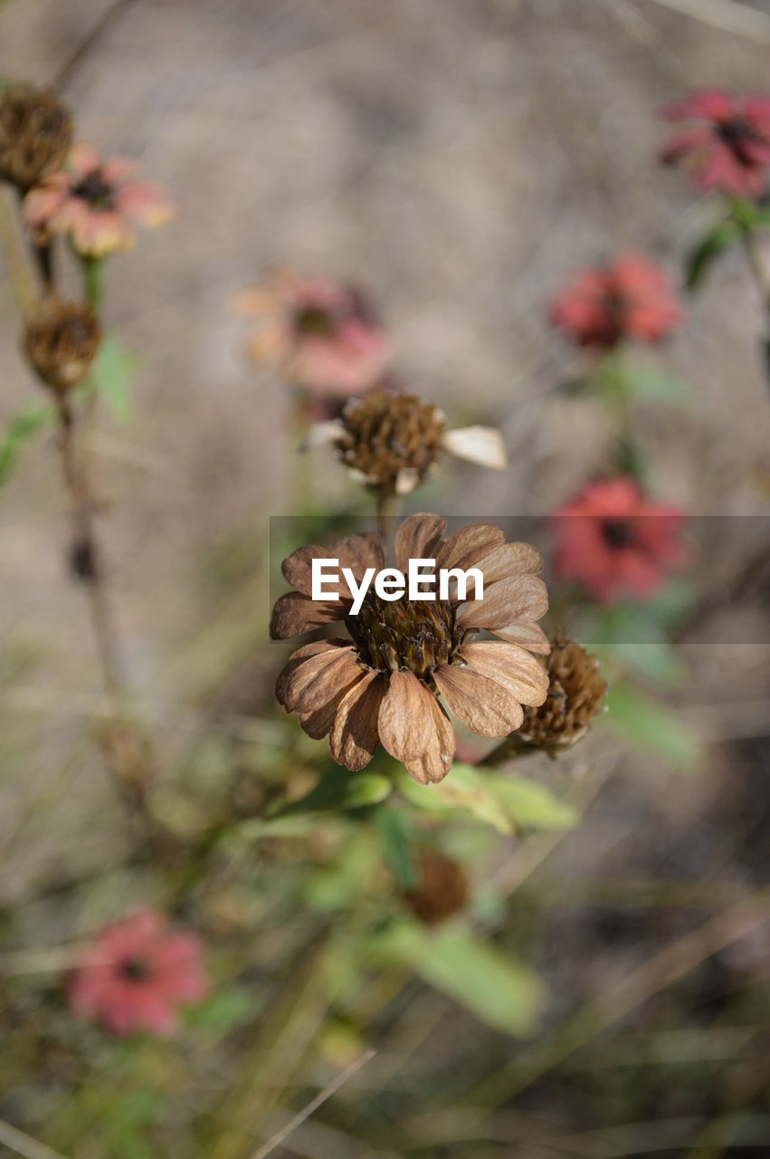 HIGH ANGLE VIEW OF WILTED FLOWERING PLANT