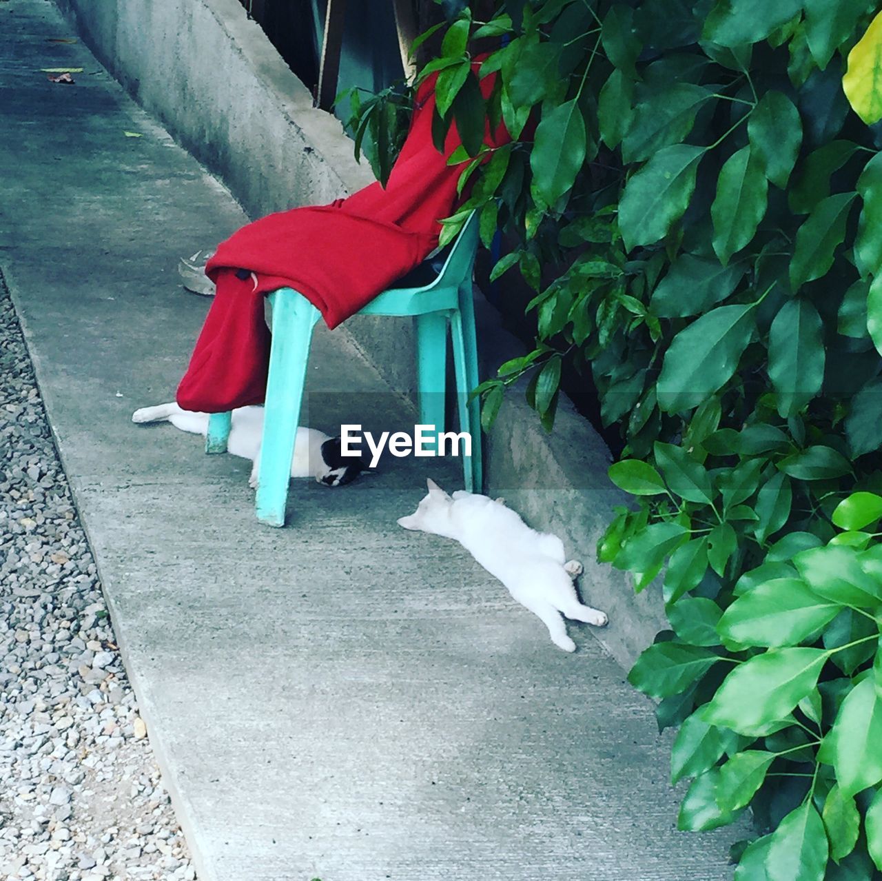 High angle view of cats sleeping outdoors