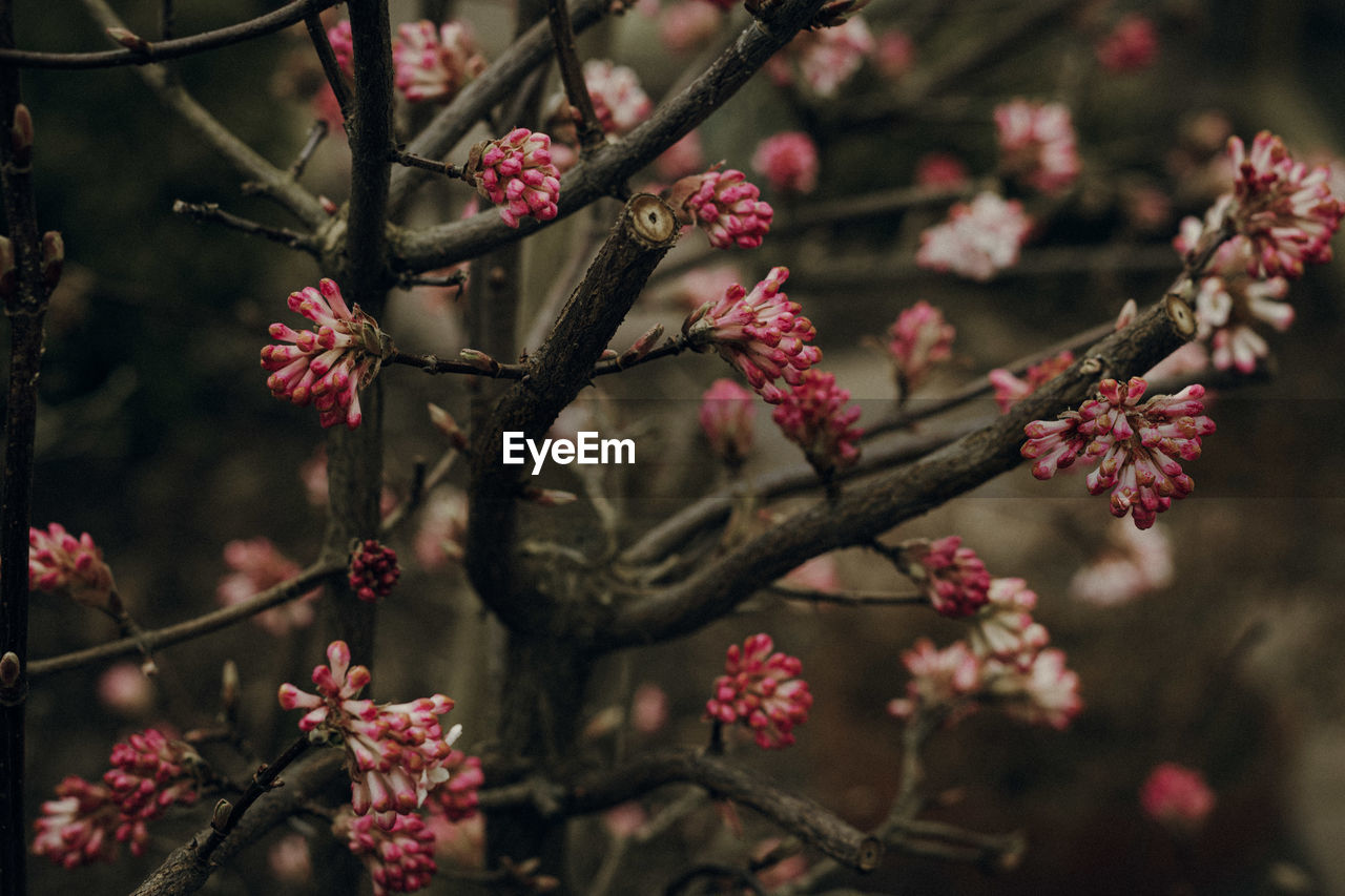 Close up of pink flowers viburnum