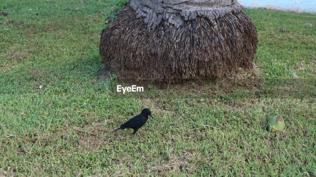 HIGH ANGLE VIEW OF BIRD ON LAND