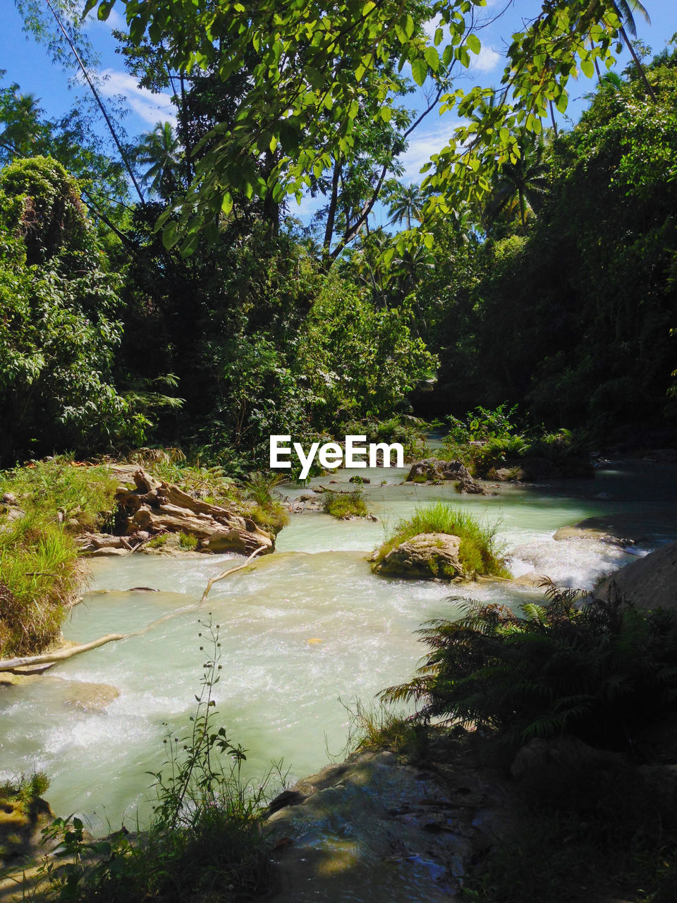 VIEW OF RIVER IN FOREST