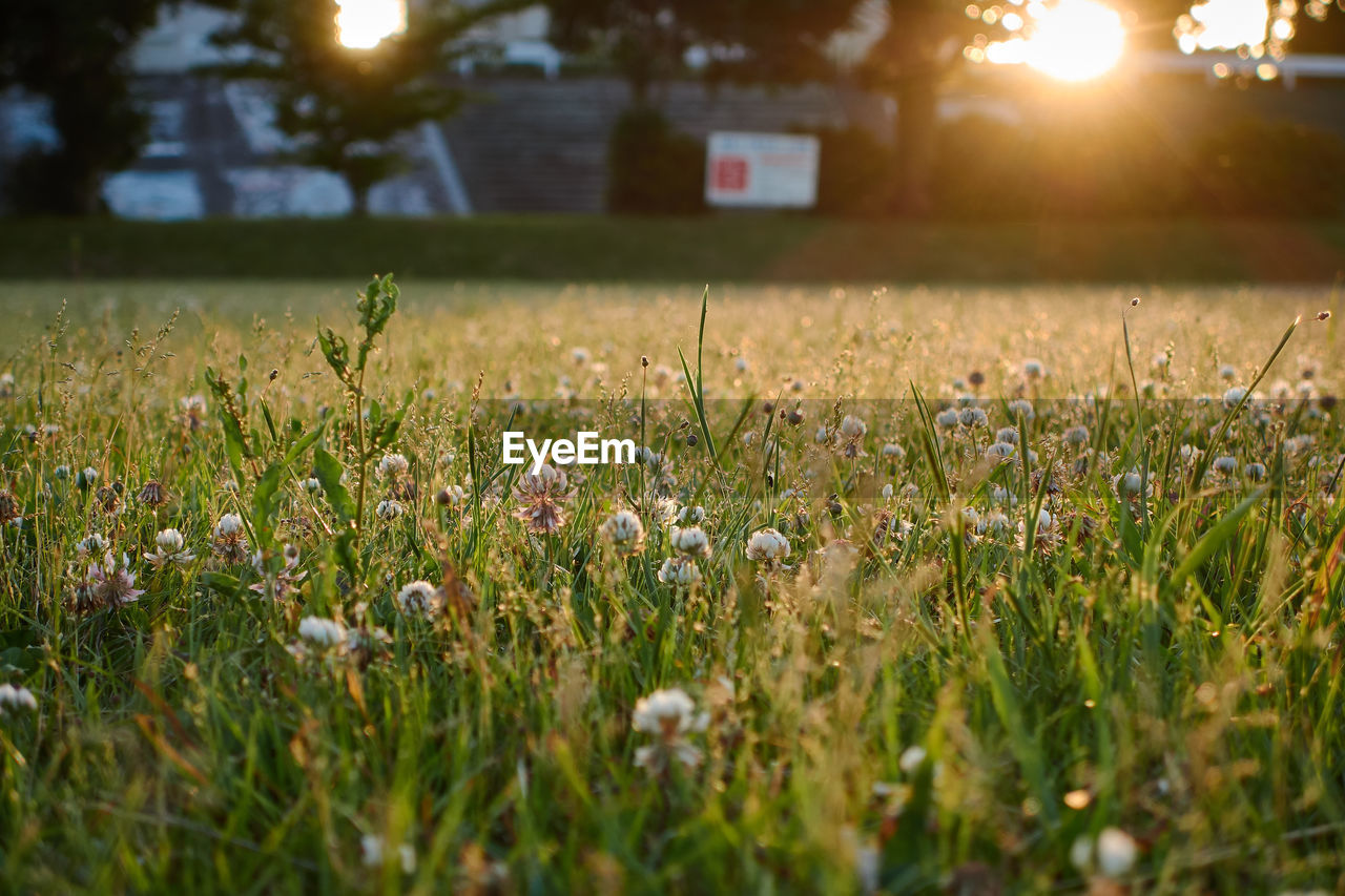 Close-up of grass growing in field