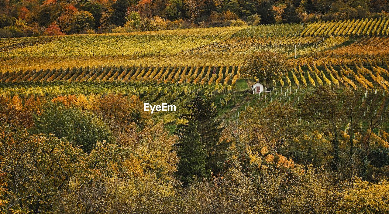 VIEW OF FIELD AND TREES