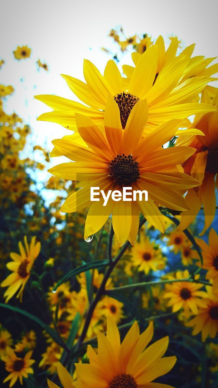 Close-up of yellow sunflower blooming outdoors