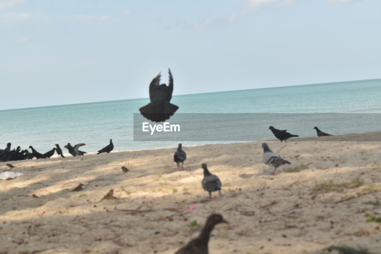 FLOCK OF BIRDS ON BEACH AGAINST SKY