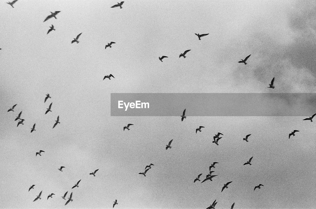 LOW ANGLE VIEW OF BIRDS FLYING IN SKY