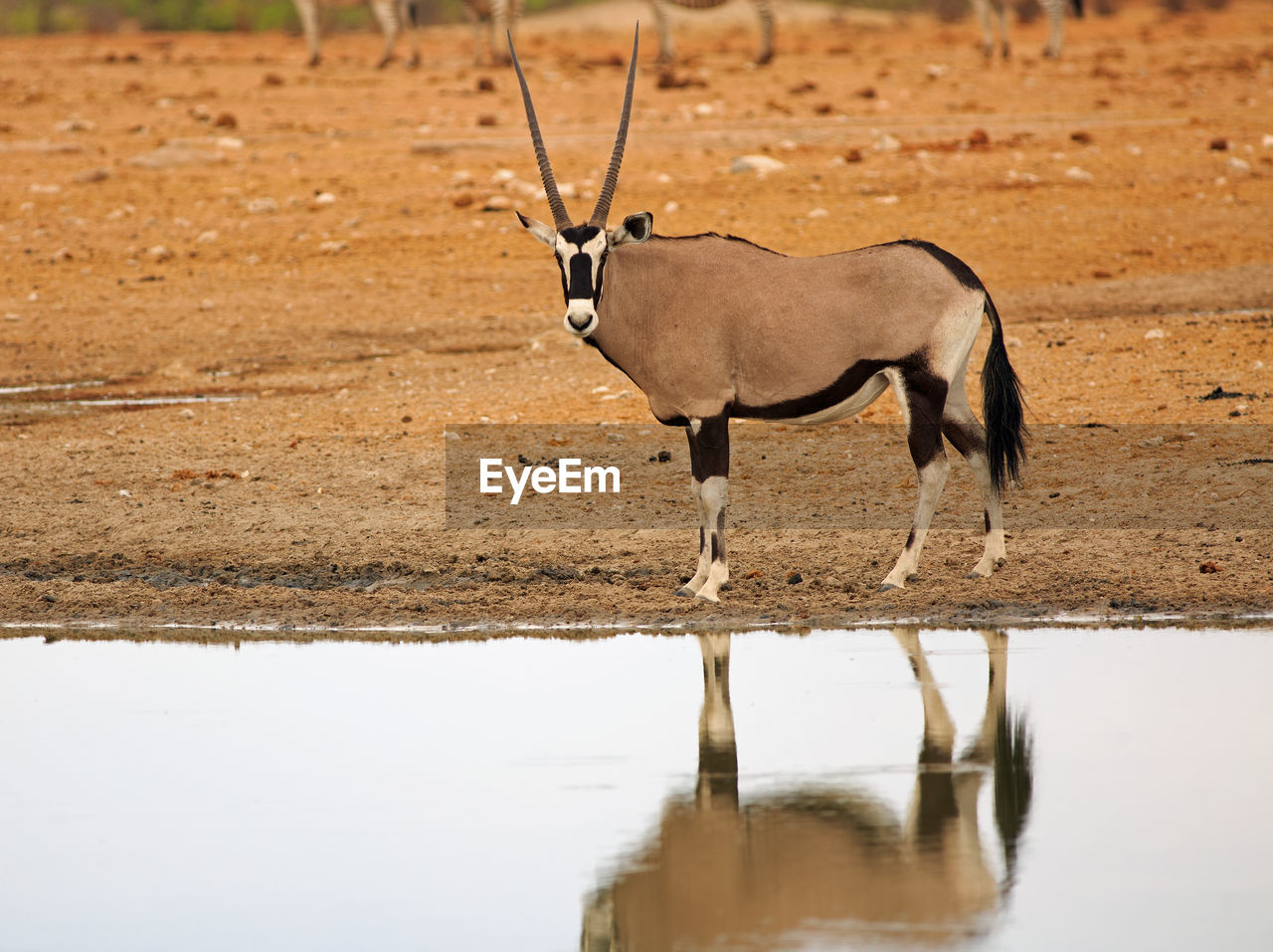 Gemsbok oryx standing beside a still waterhole, with lovely reflection 