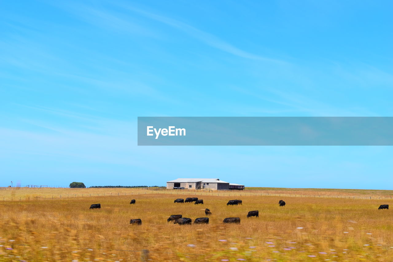 SCENIC VIEW OF FARM AGAINST SKY