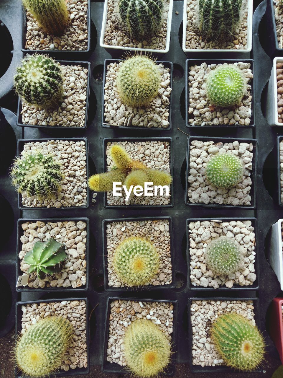 DIRECTLY ABOVE SHOT OF SUCCULENT PLANTS