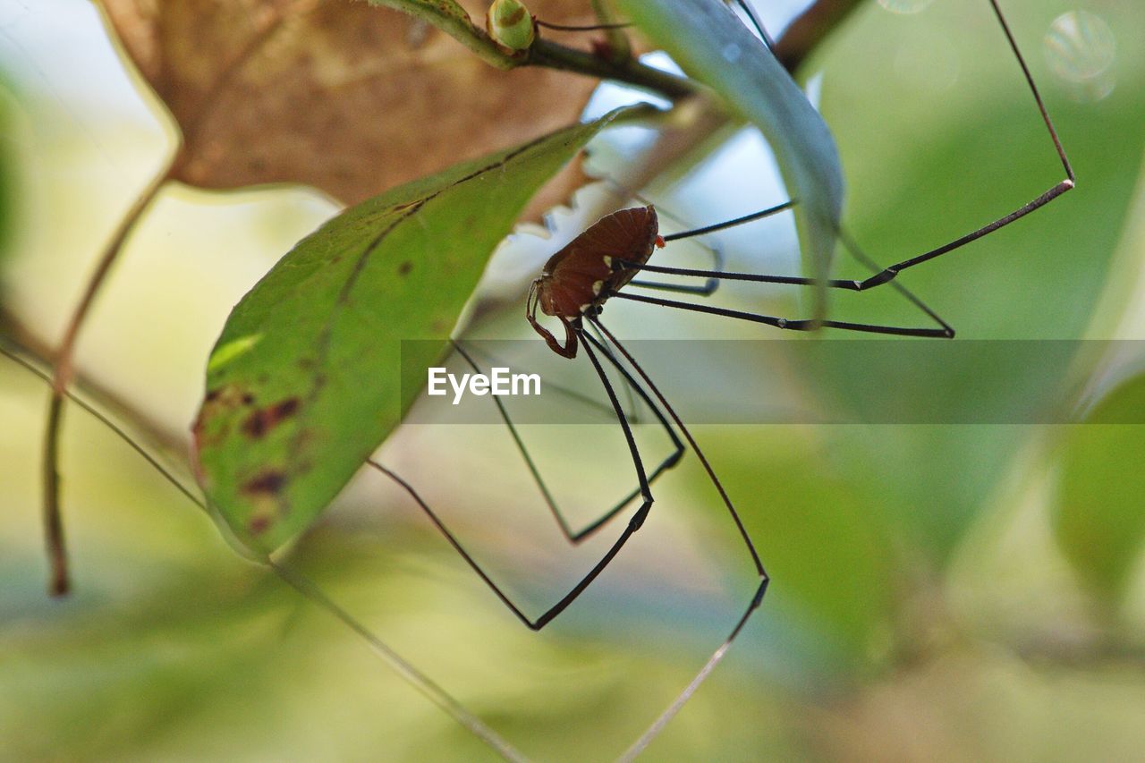 Close-up of spider on leaf