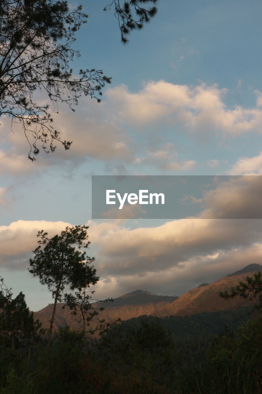 tree, cloud, nature, sky, plant, sunlight, beauty in nature, environment, reflection, no people, water, scenics - nature, outdoors, day, morning, forest, tranquility, land, landscape