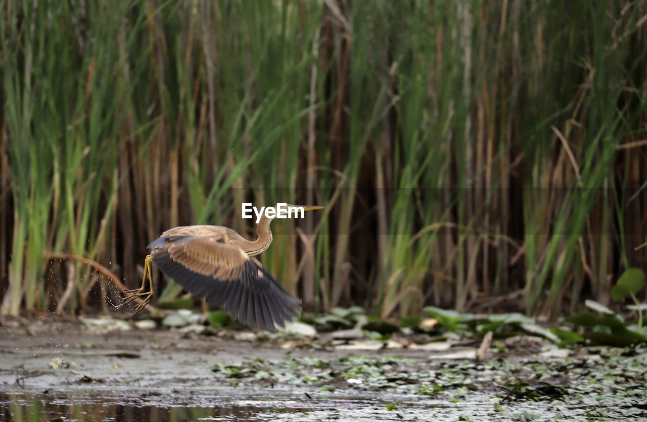 Bird flying over field