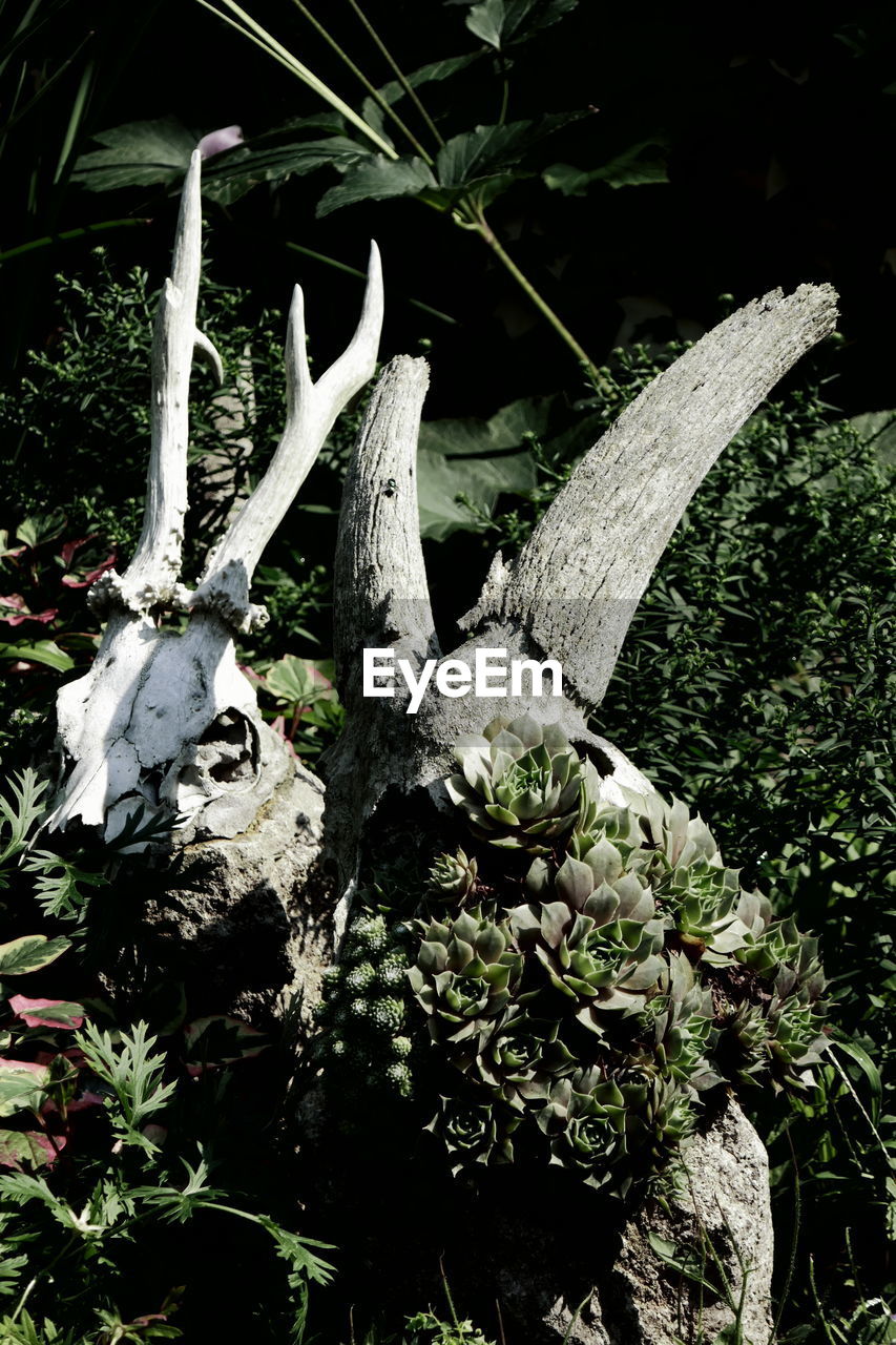 CLOSE-UP OF ANIMAL SKULL ON PLANT IN FOREST