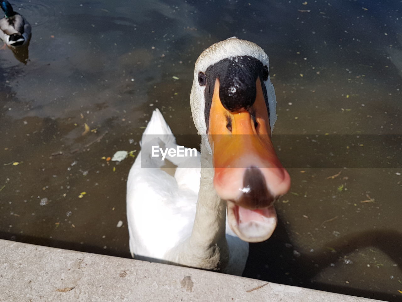 HIGH ANGLE VIEW OF SWAN IN LAKE