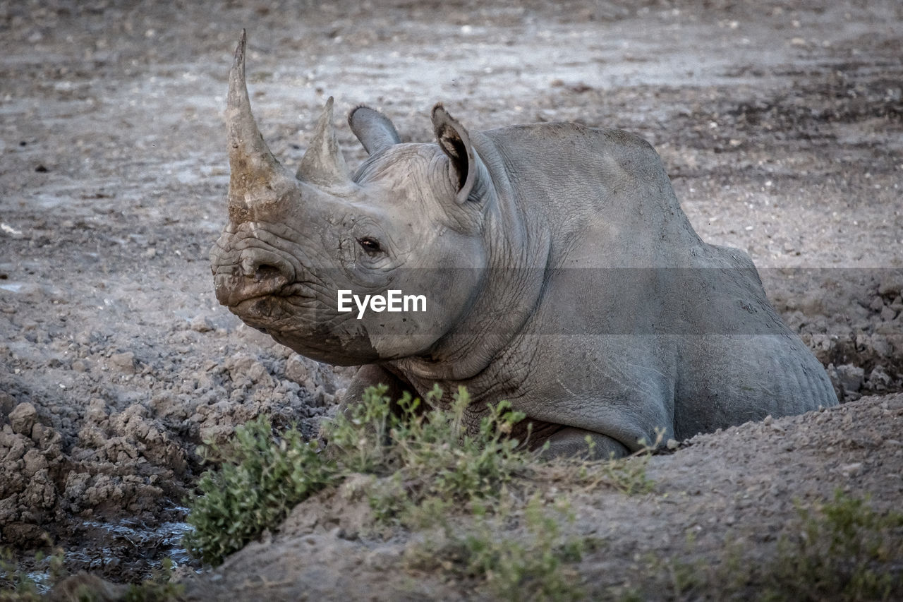 Close-up of a black rhinoceros in the bowl 