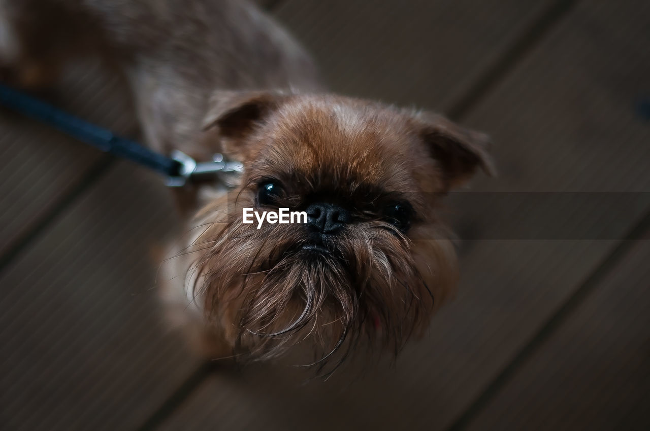 Brussels griffon dog looking at the camera 