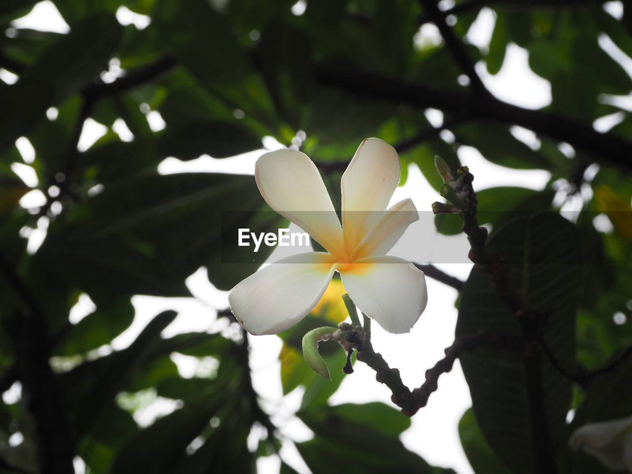 CLOSE-UP OF FRANGIPANI BLOOMING ON PLANT