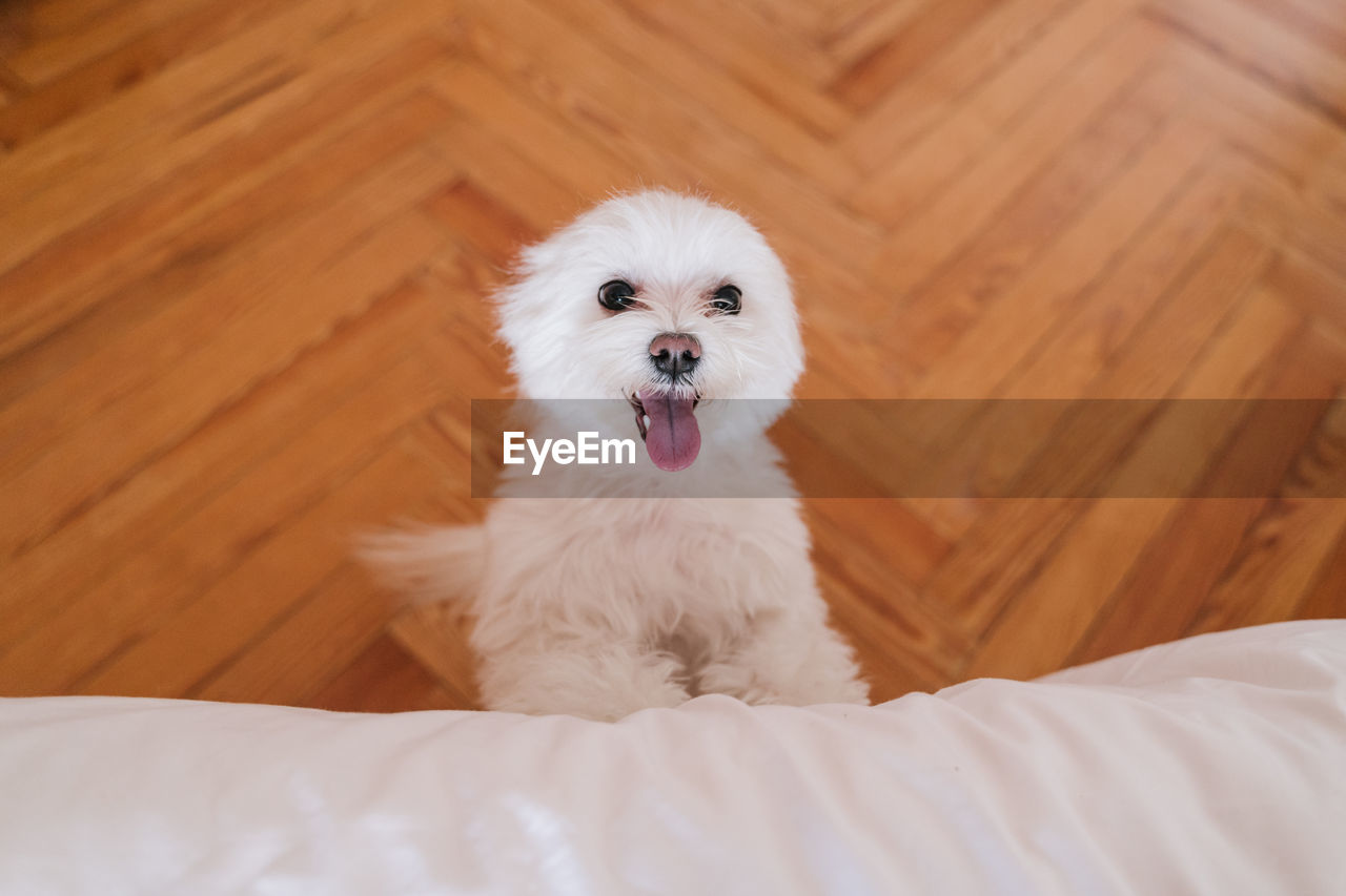 High angle view portrait of dog on hardwood floor