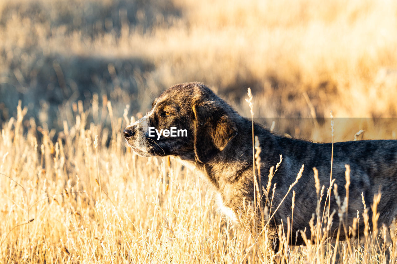 Hunter dog con a dry field