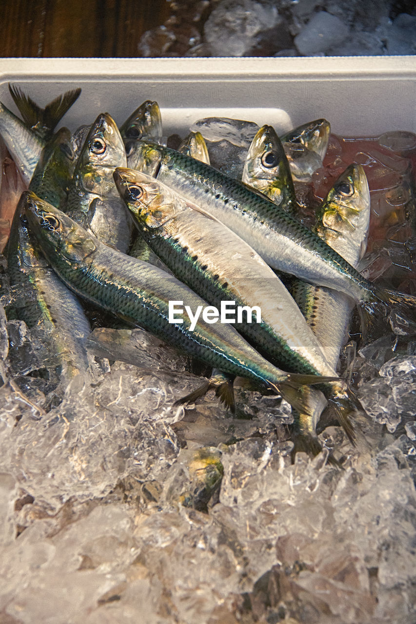 CLOSE-UP OF FISHES IN FISH AT MARKET