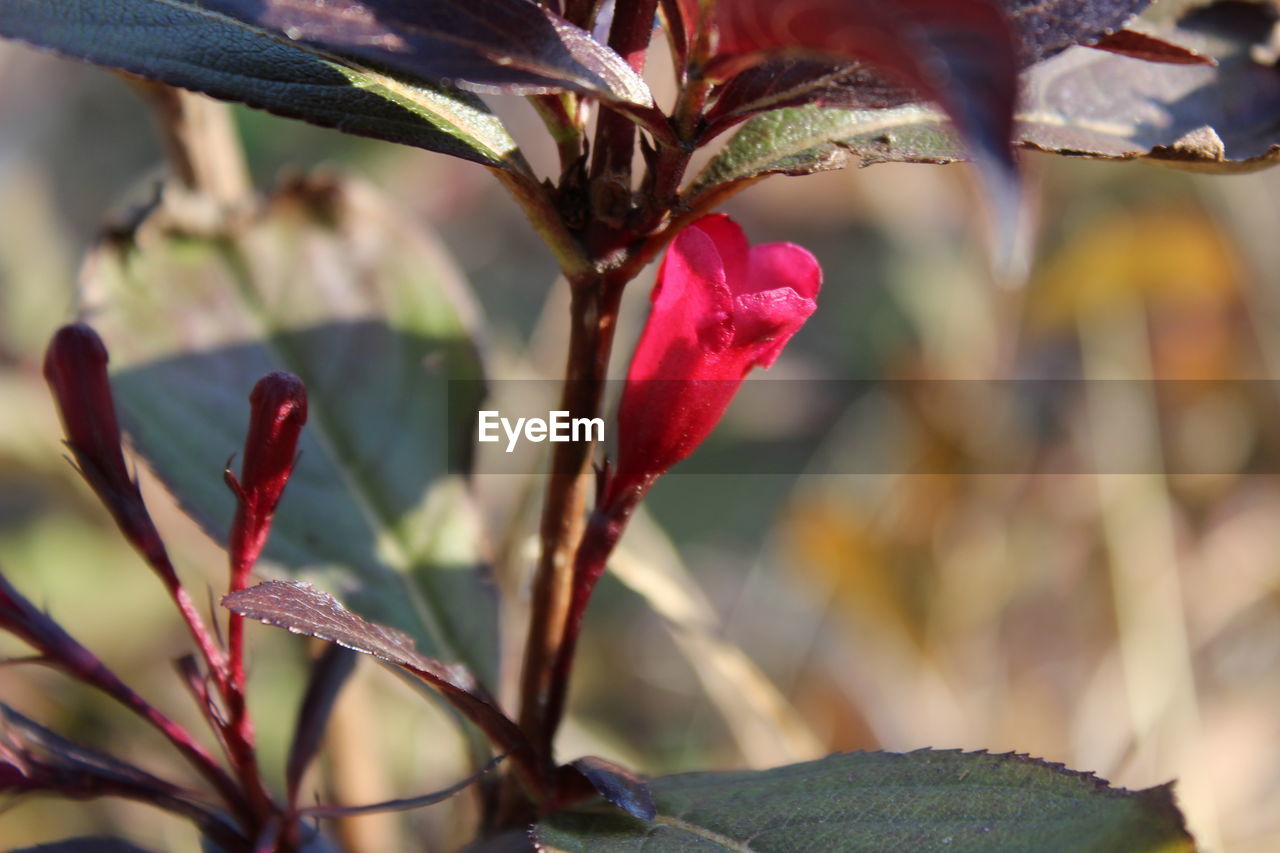 CLOSE-UP OF RED FLOWER WITH WATER DROPS